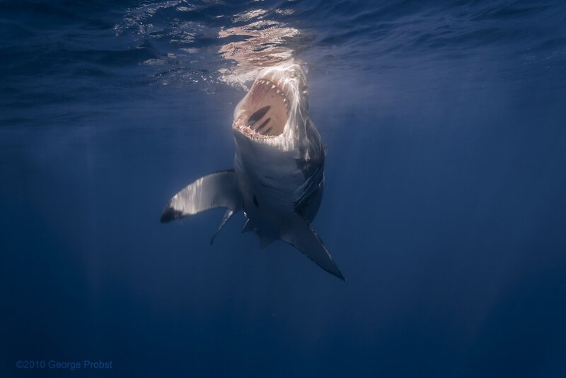 Great White Shark — Sunlight