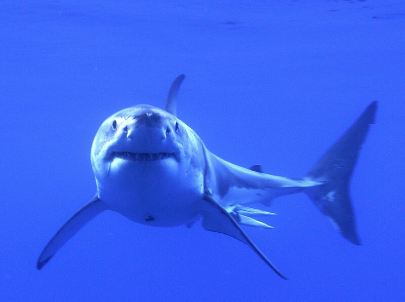 Great white shark swimming
