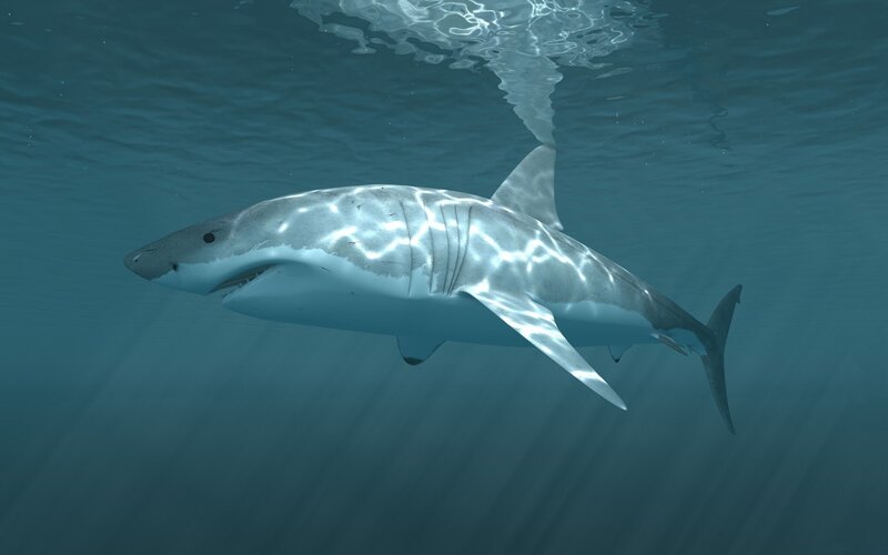 Great White Shark Swimming — Blue, Calm, 3d Render