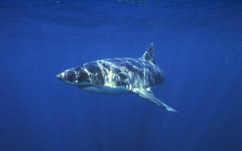 Great White Shark Swimming — Blue, Calm, Photograph