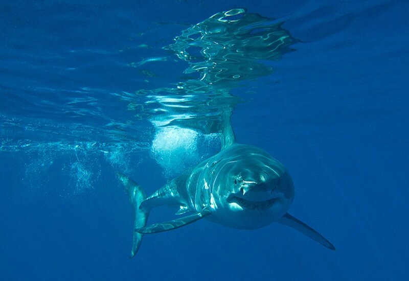 Great White Shark Swimming — Blue, Calm