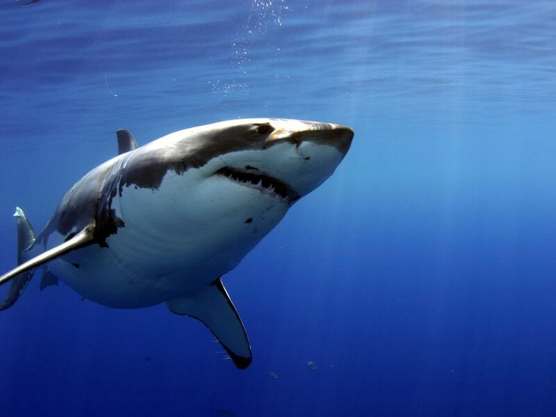 Great White Shark Swimming — Blue, Dramatic, Afternoon, Photograph, Ocean, Sunlight