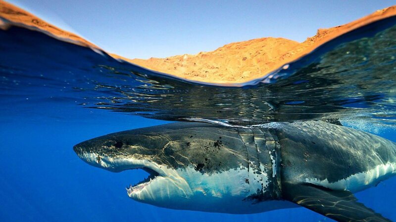 Great White Shark Swimming — Blue, Dramatic, Afternoon