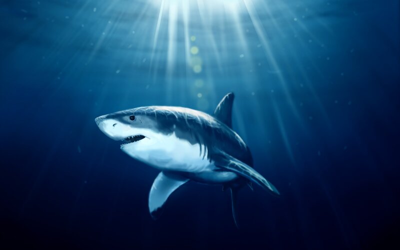 Great White Shark Swimming — Blue, Dramatic, Digital Art