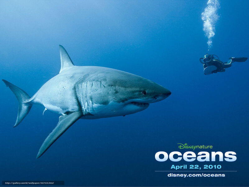 Great White Shark Swimming — Blue, Dramatic, Photograph, Diver