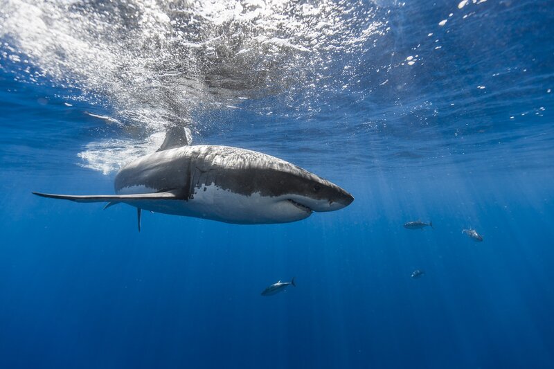 Great White Shark Swimming — Blue, Dramatic, Photograph, Fish, Bubbles