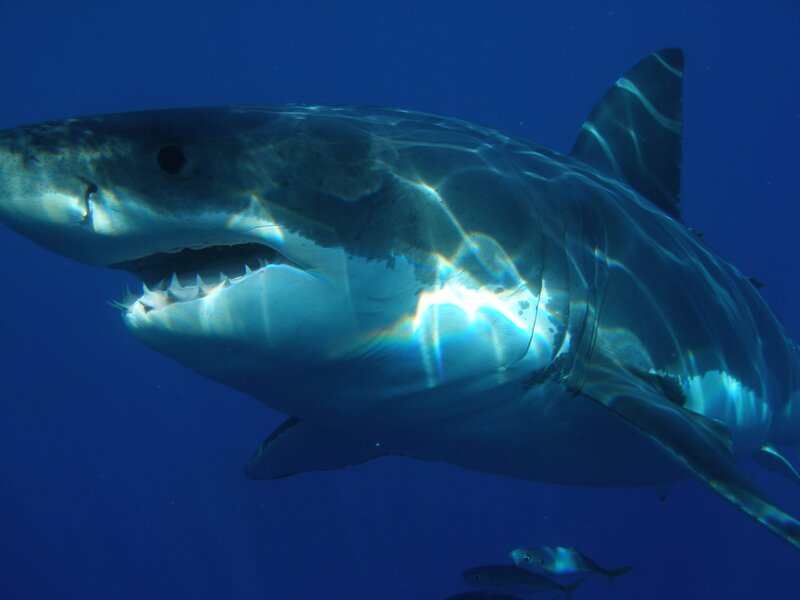 Great White Shark Swimming — Blue, Dramatic, Photograph, Fish, Ocean