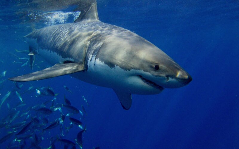 Great White Shark Swimming — Blue, Dramatic, Photograph, Fish