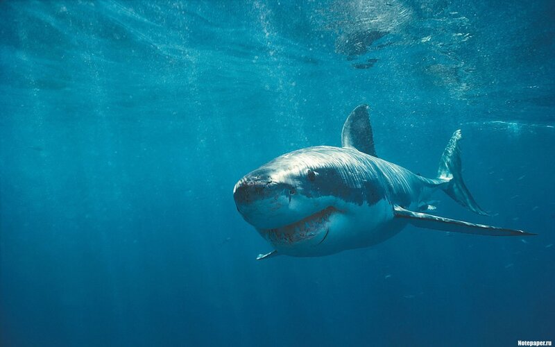Great White Shark Swimming — Blue, Dramatic, Photograph, Ocean, Bubbles