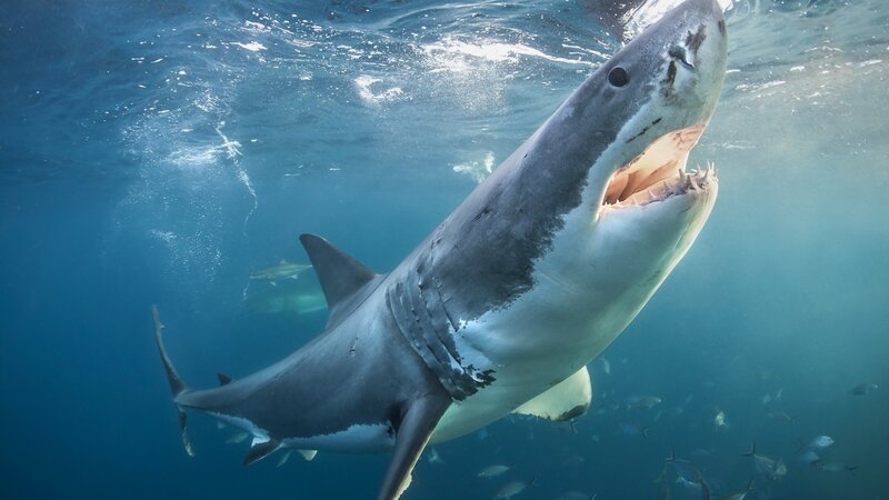Great White Shark Swimming — Blue, Dramatic, Photograph, Ocean, Fish