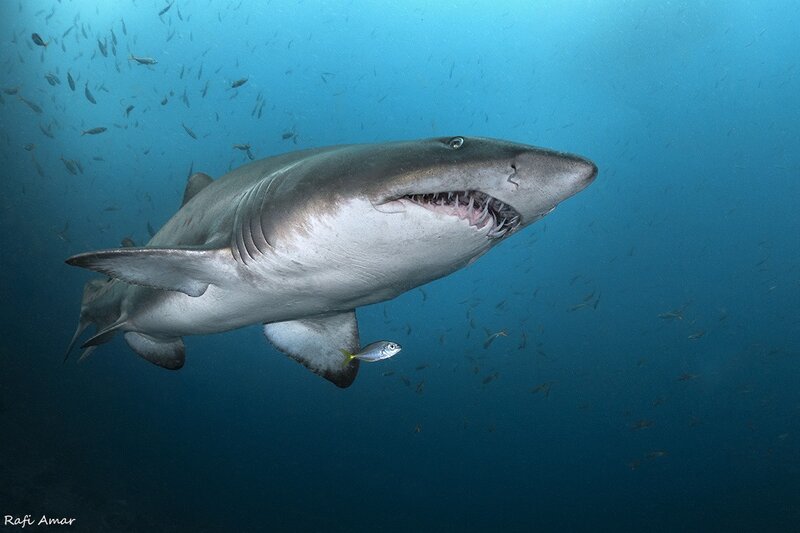 Great White Shark Swimming — Blue, Dramatic, Photograph, School of Fish