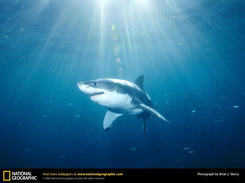 Great White Shark Swimming — Blue, Dramatic, Photograph, Sunlight, Fish