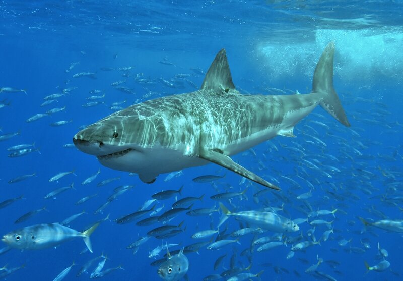 Great White Shark Swimming — Blue, Dramatic, Photograph