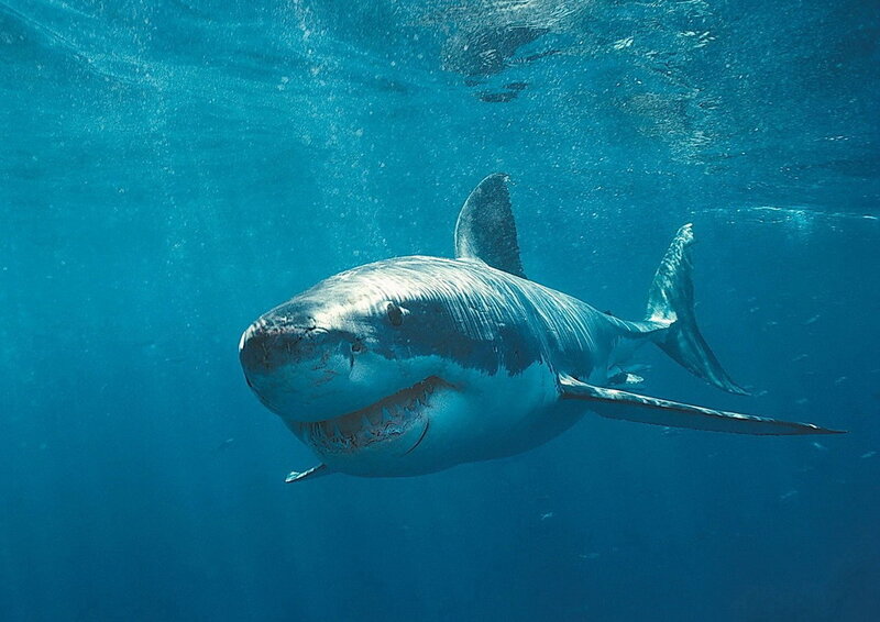 Great White Shark Swimming — Blue, Photograph