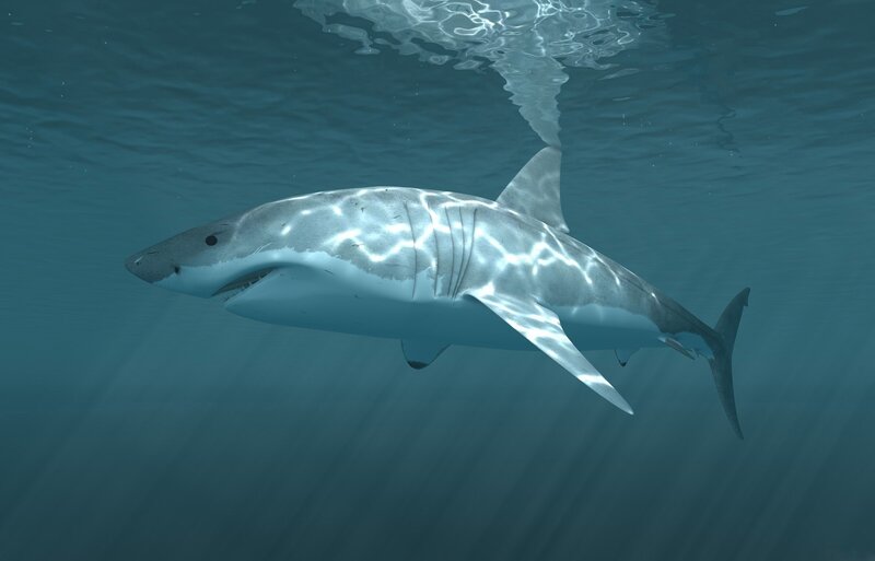 Great White Shark Swimming — Blue, Serene, 3d Render