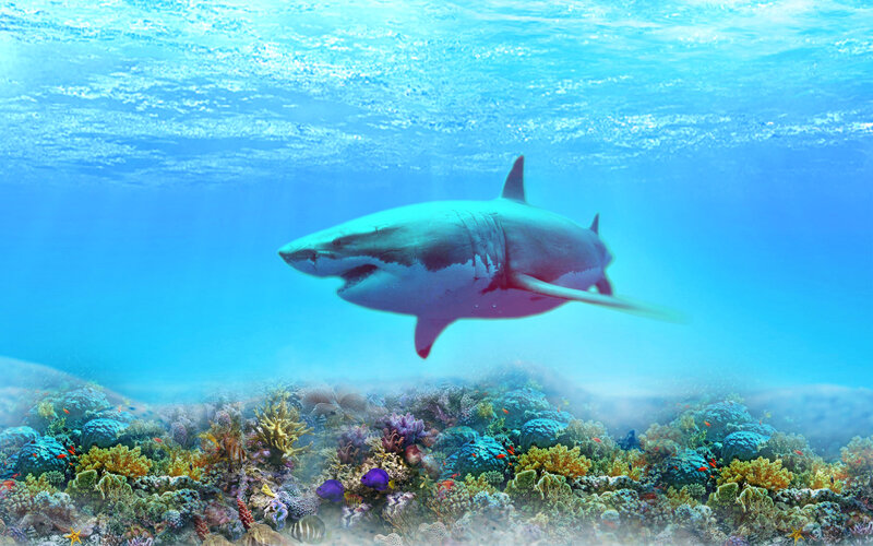Great White Shark Swimming — Blue, Serene, Afternoon