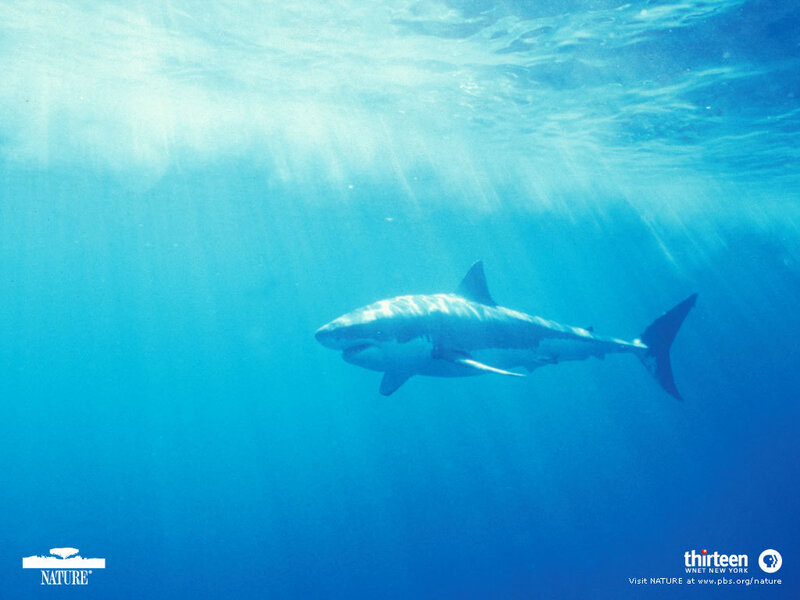Great White Shark Swimming — Blue