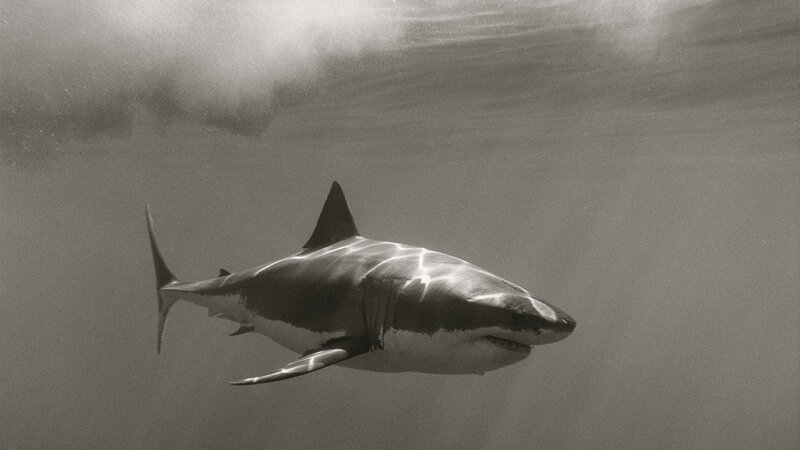 Great White Shark Swimming — Gray