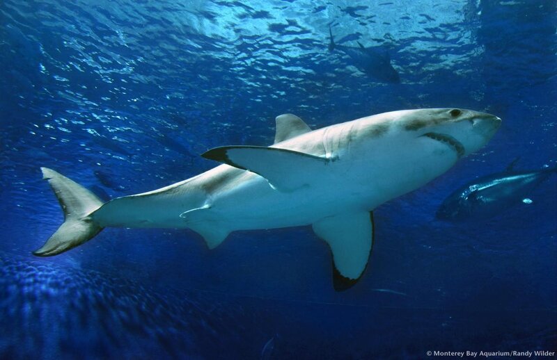 Great white shark swimming underwater