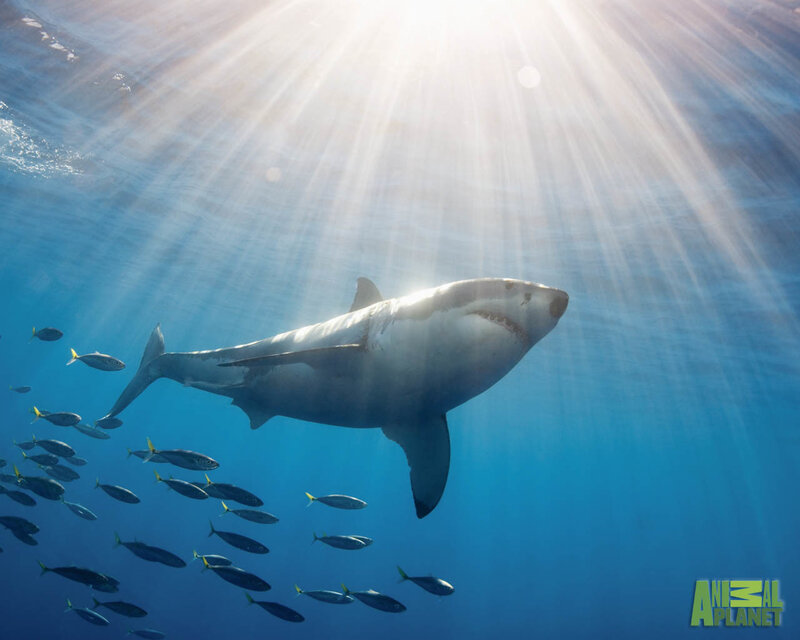 Great white shark swimming underwater