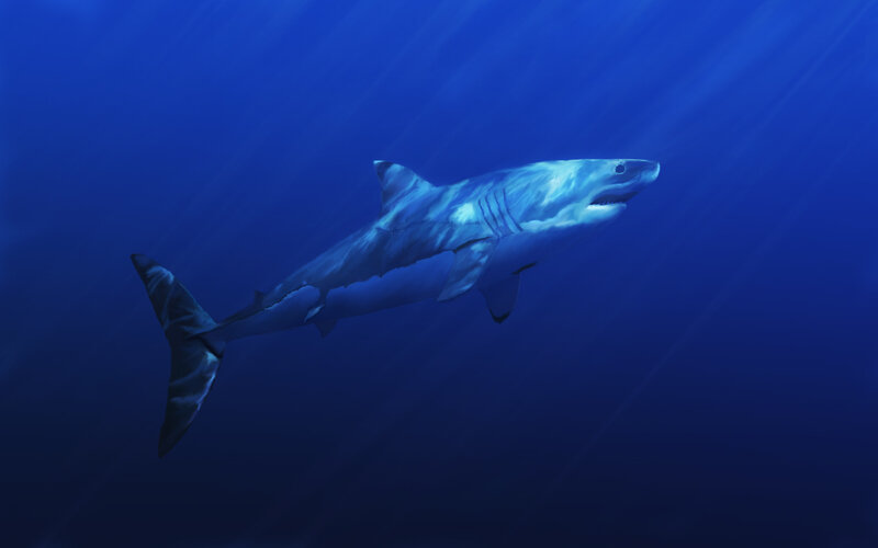 Great white shark swimming underwater