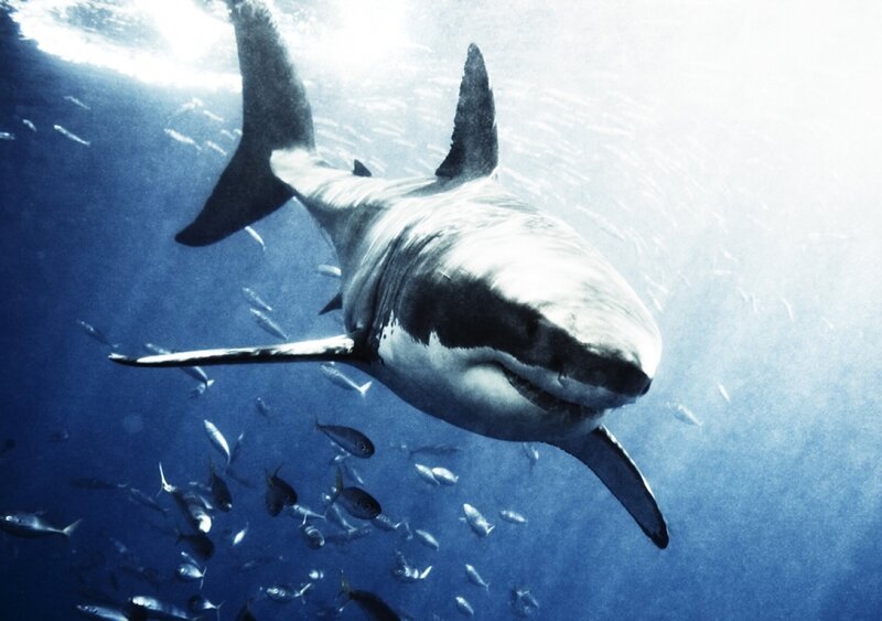Great white shark swimming underwater