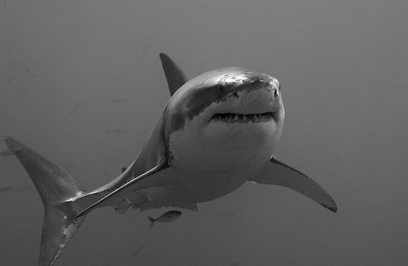 Great white shark swimming underwater
