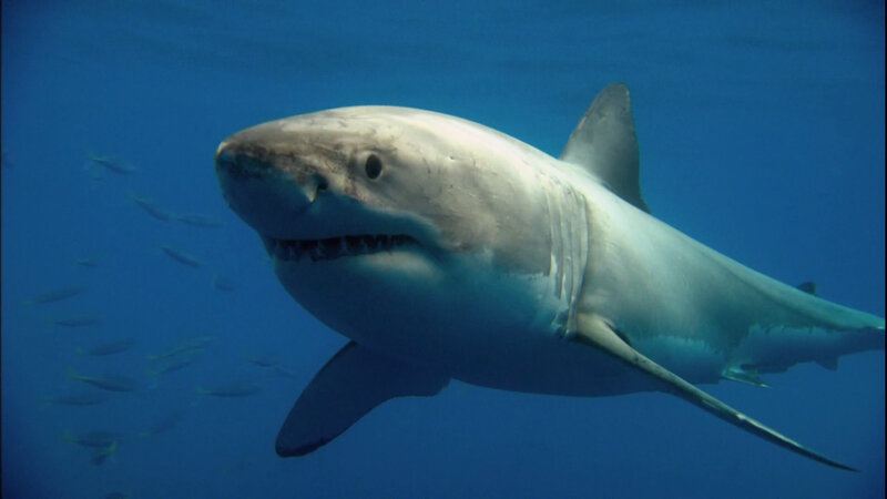 Great white shark swimming underwater