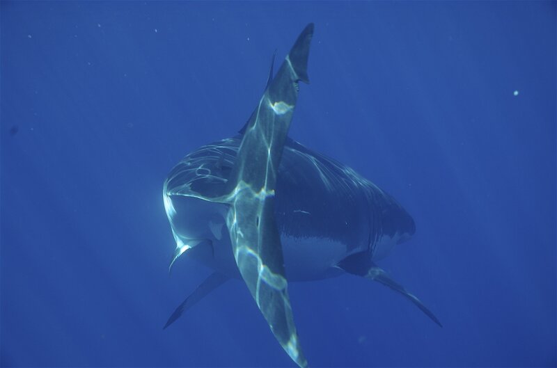 Great white shark swimming underwater