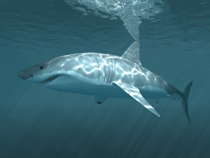 Great white shark swimming underwater