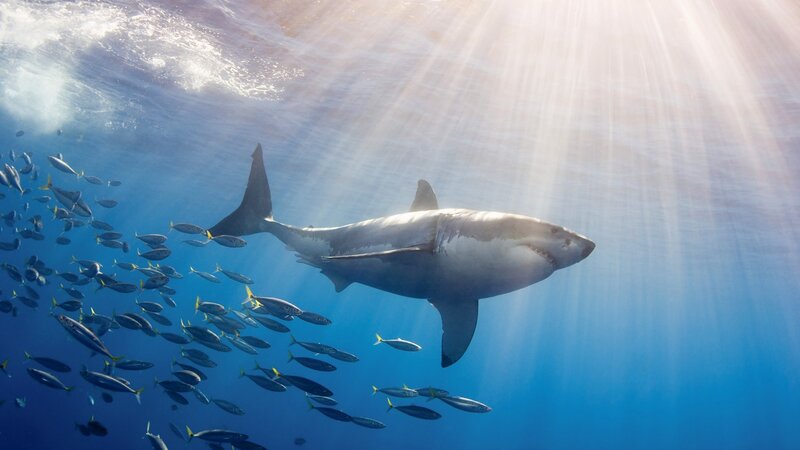 Great white shark swimming underwater