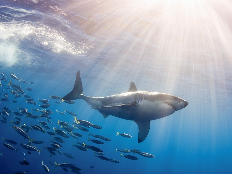 Great white shark swimming underwater