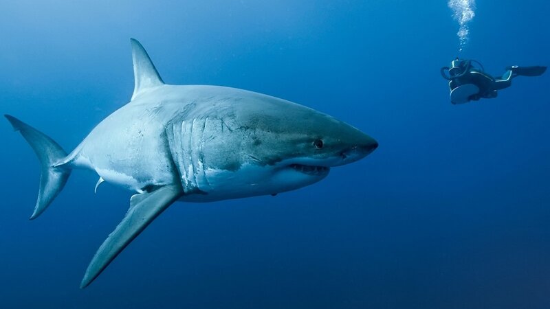 Great white shark swimming underwater