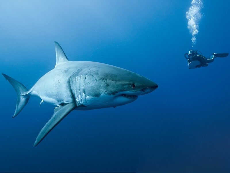 Great white shark swimming underwater