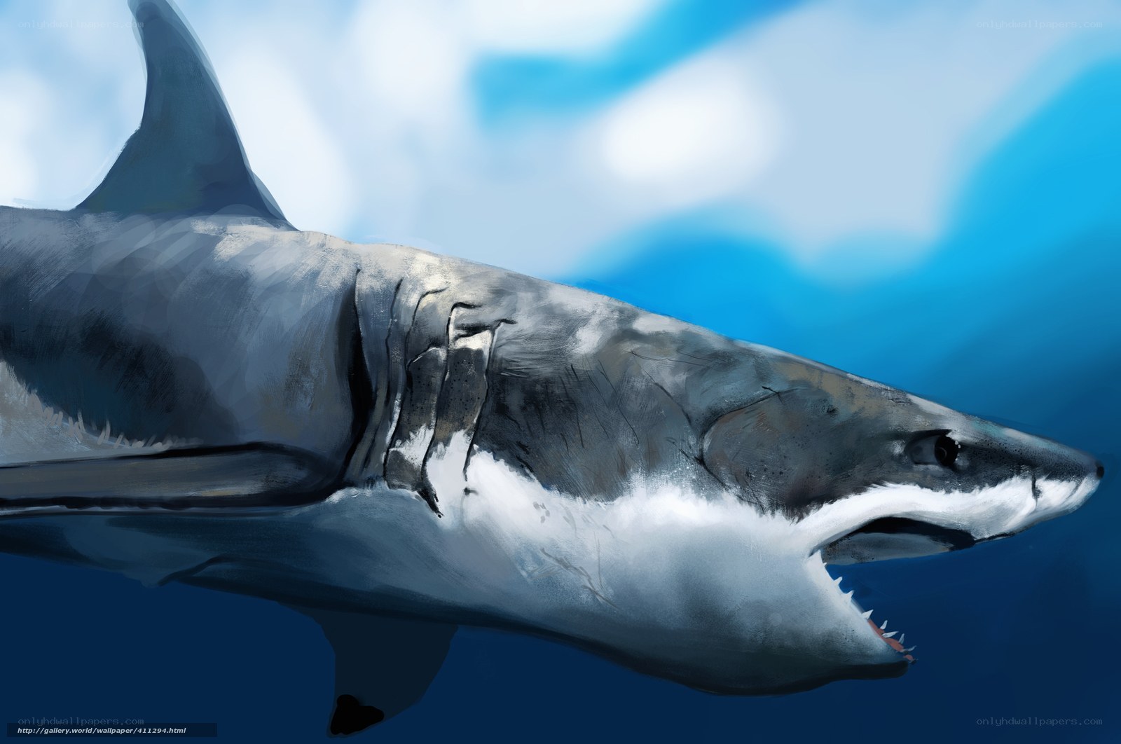Great white shark swimming