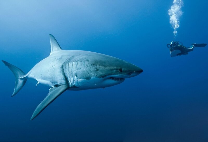 Great White Shark