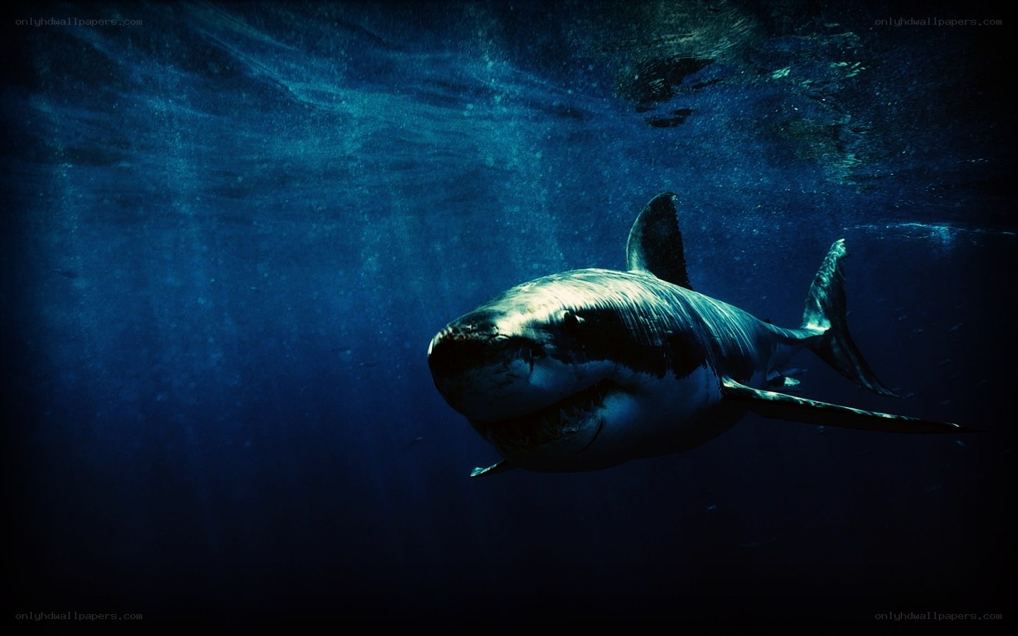 Great white shark underwater