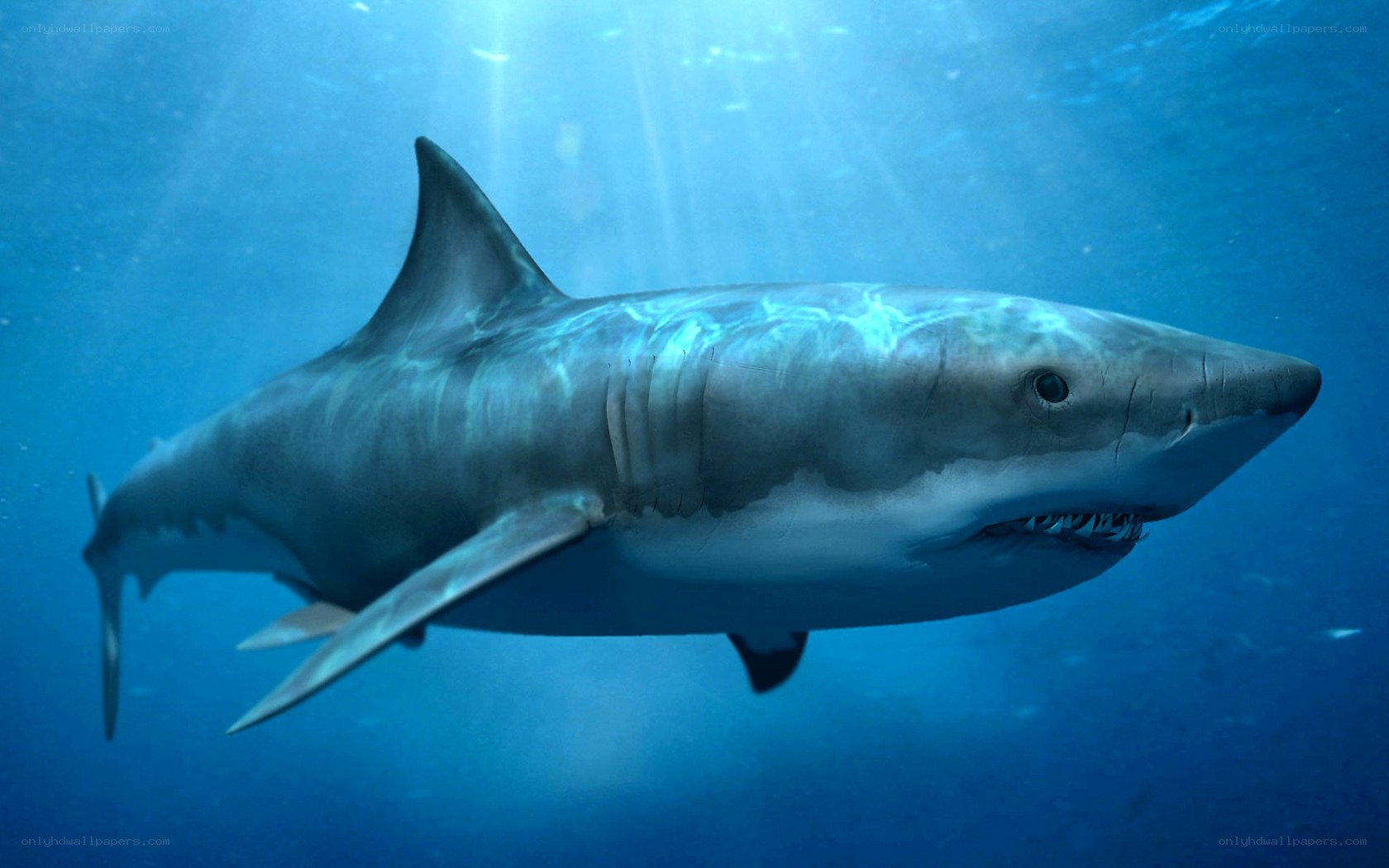 Great white shark underwater