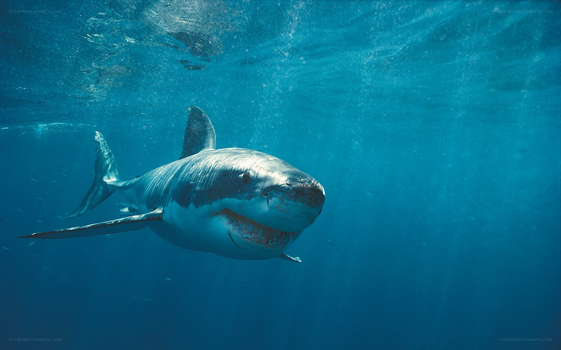 Great white shark underwater