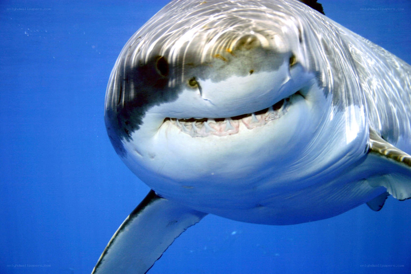 Great white shark underwater