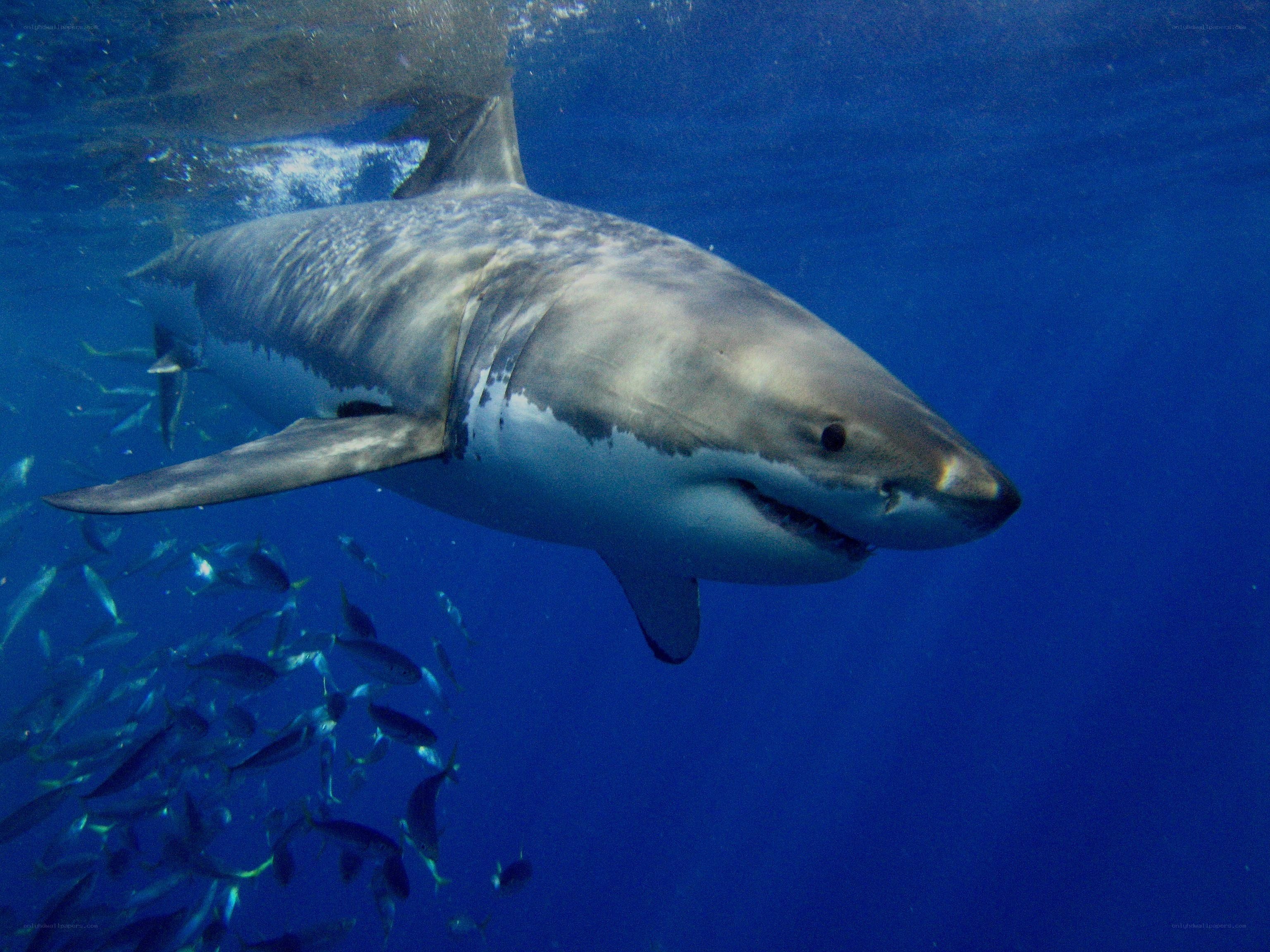 Great white shark underwater