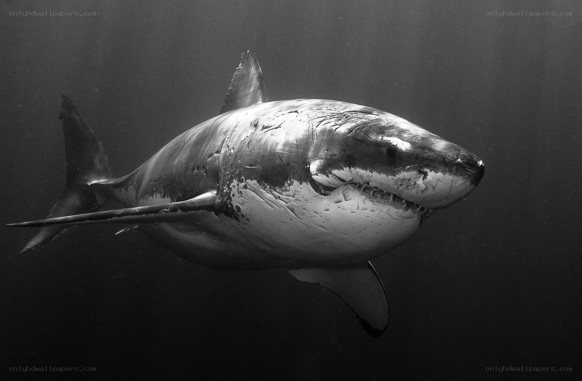 Great white shark underwater