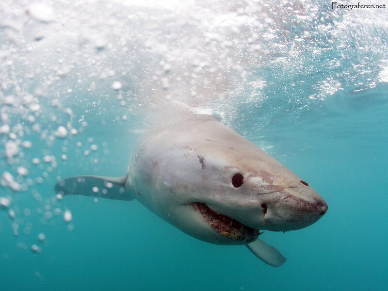 Great white shark underwater