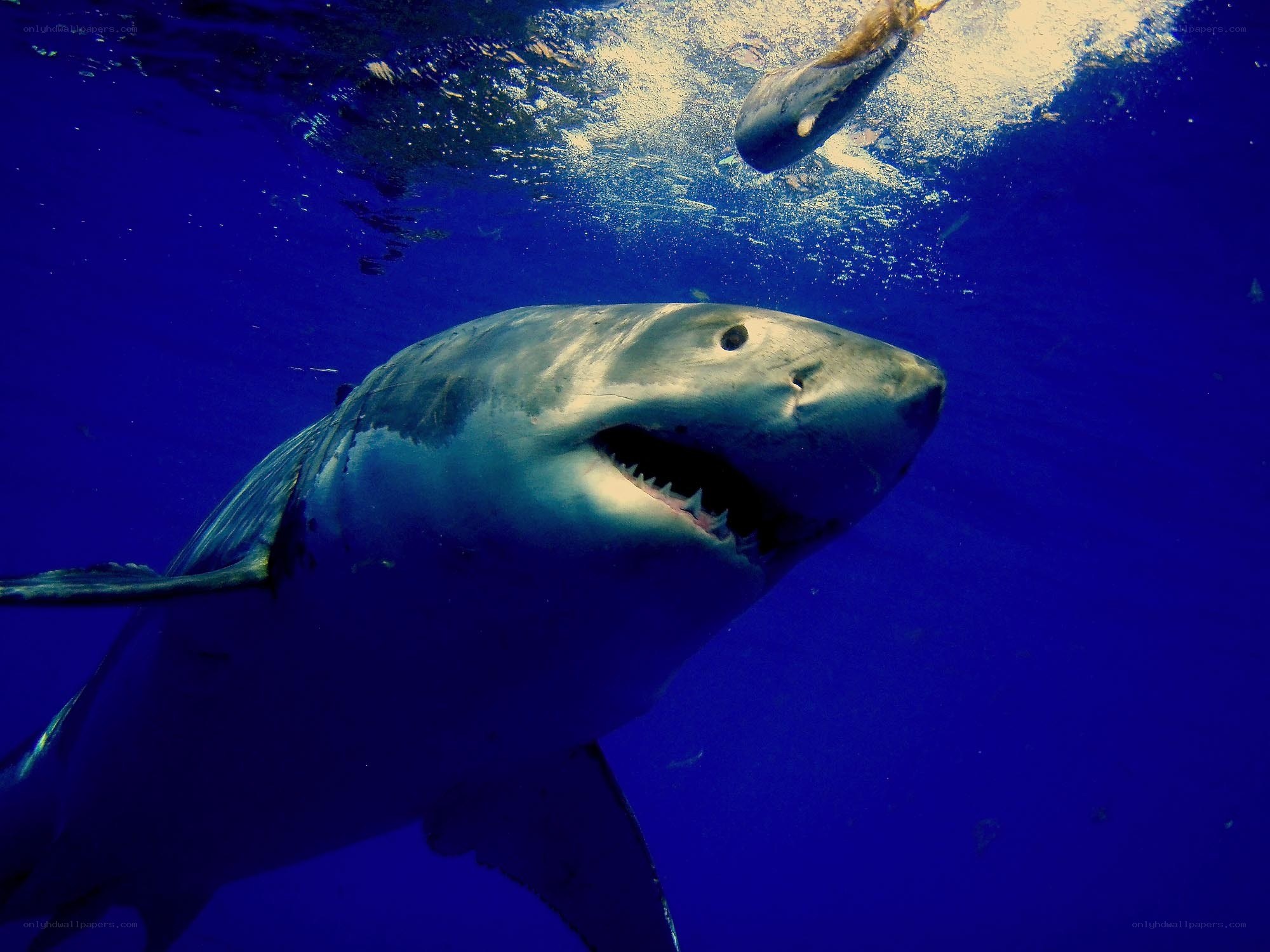 Great white shark underwater