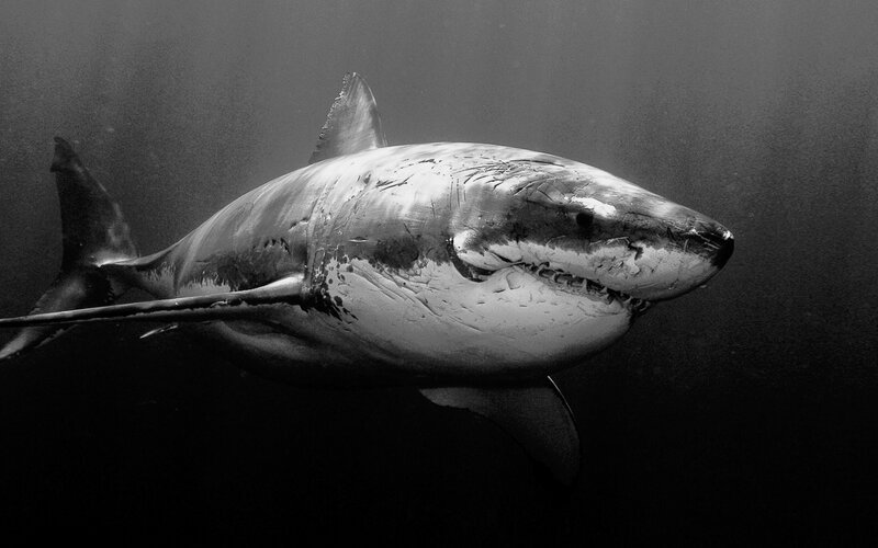 Great white shark underwater