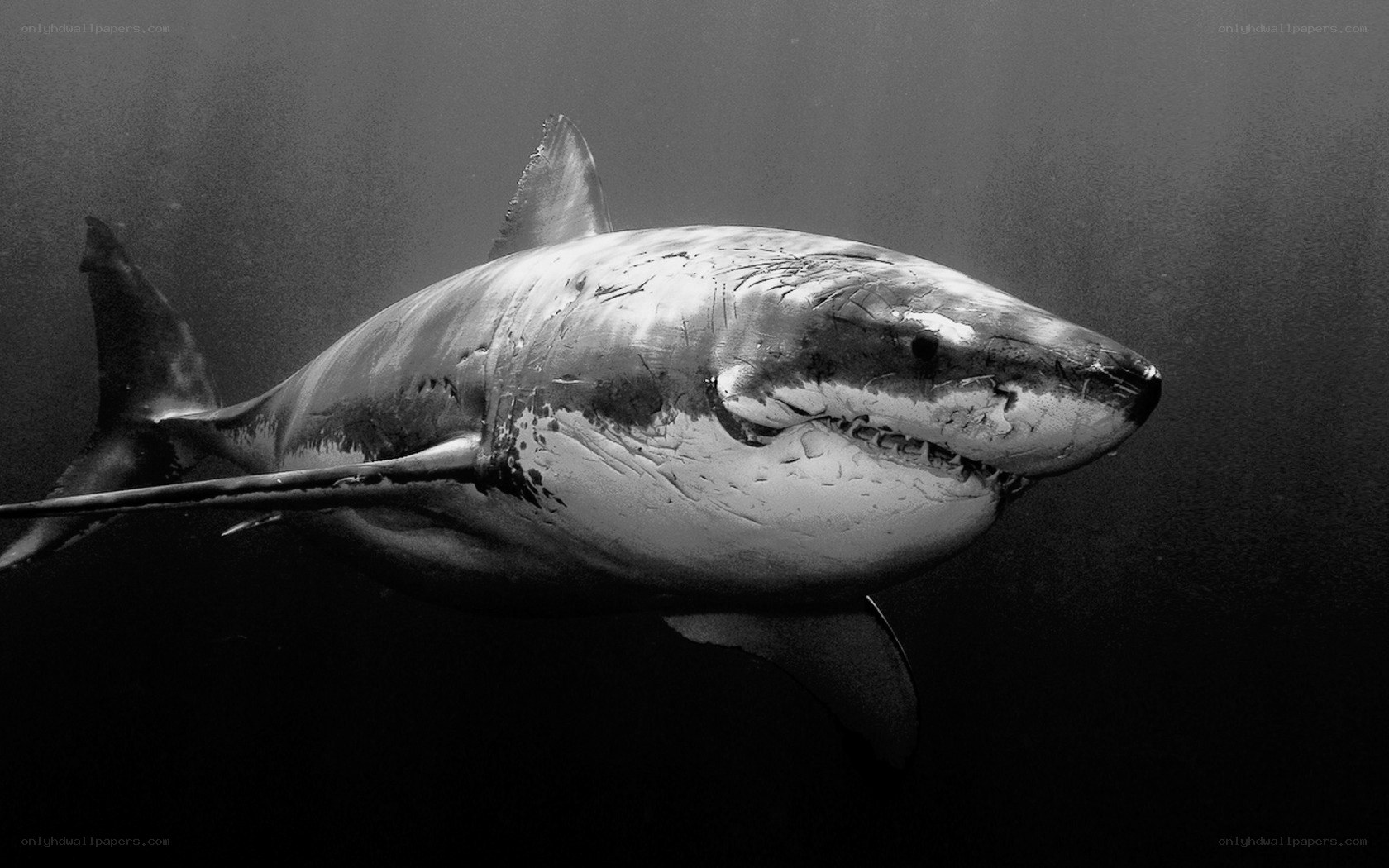 Great white shark underwater