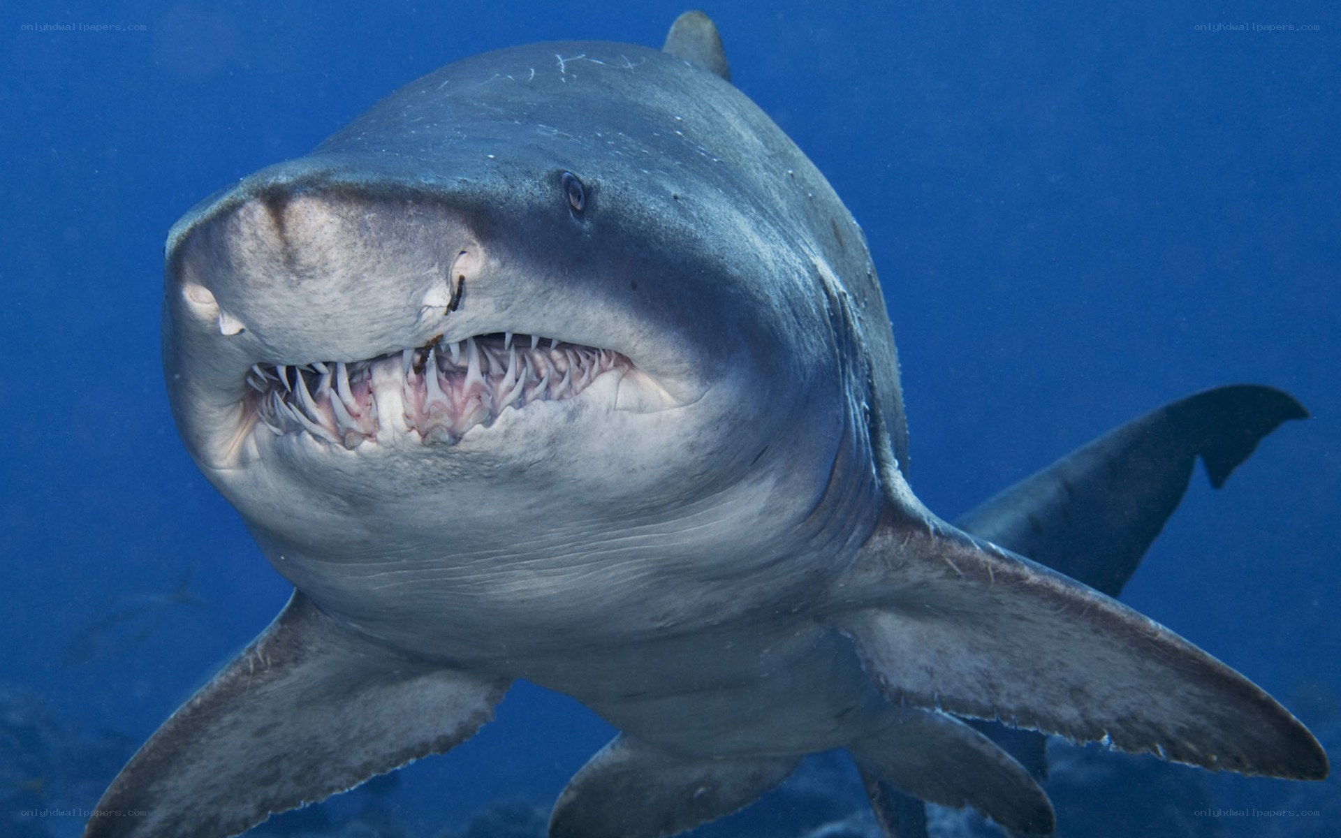 Great white shark underwater