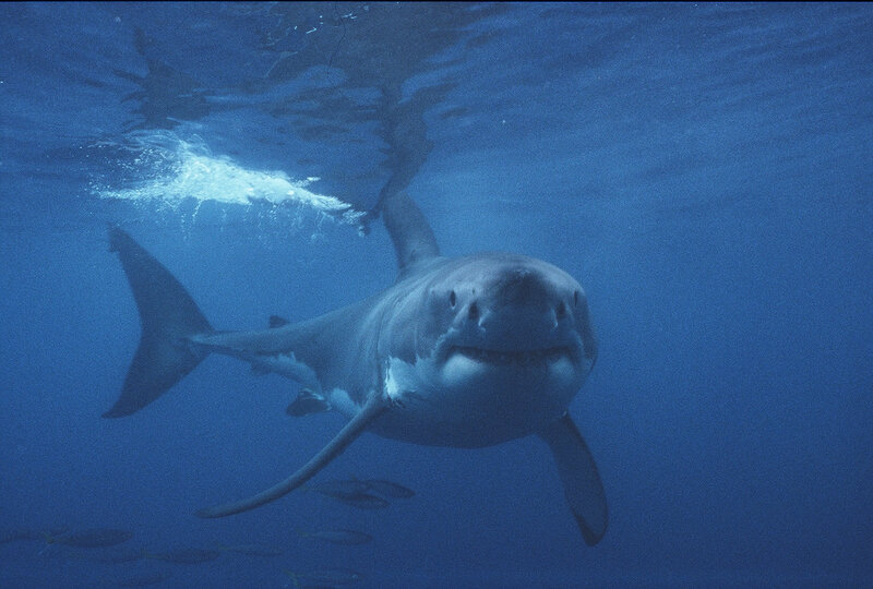 Great white shark underwater