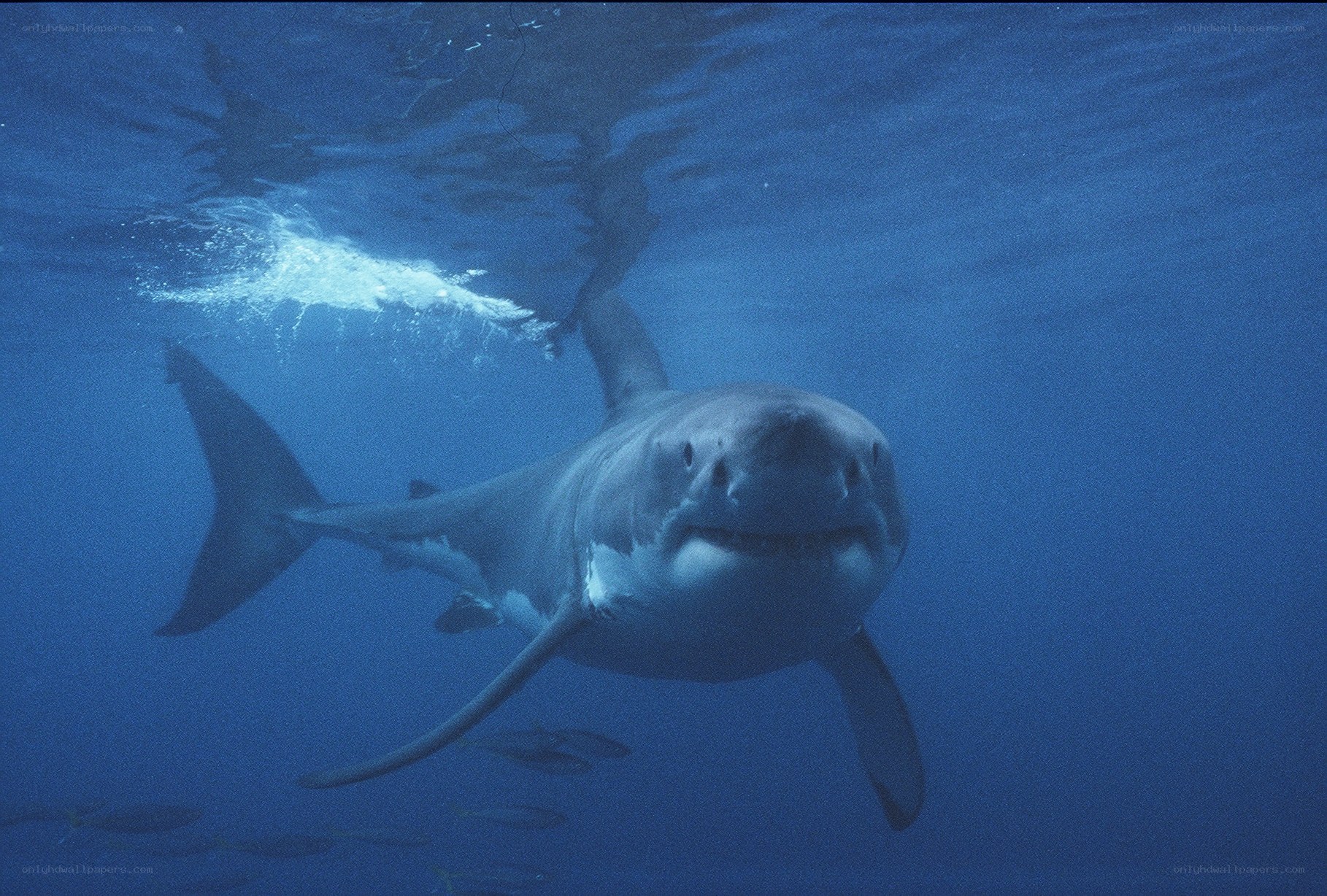 Great white shark underwater