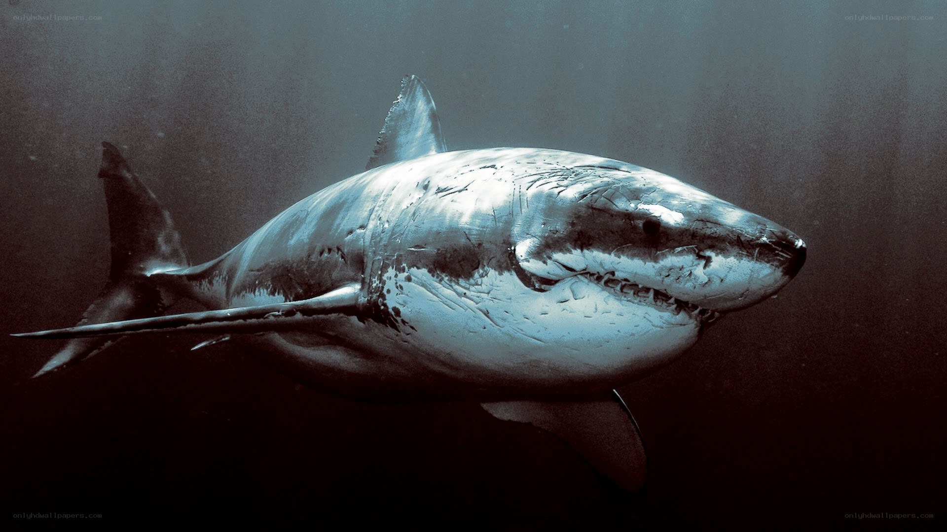 Great white shark underwater